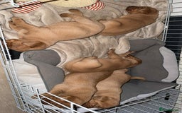 Labrador Retriever dogs for sale: Stunning Fox red labradors  - Image 13