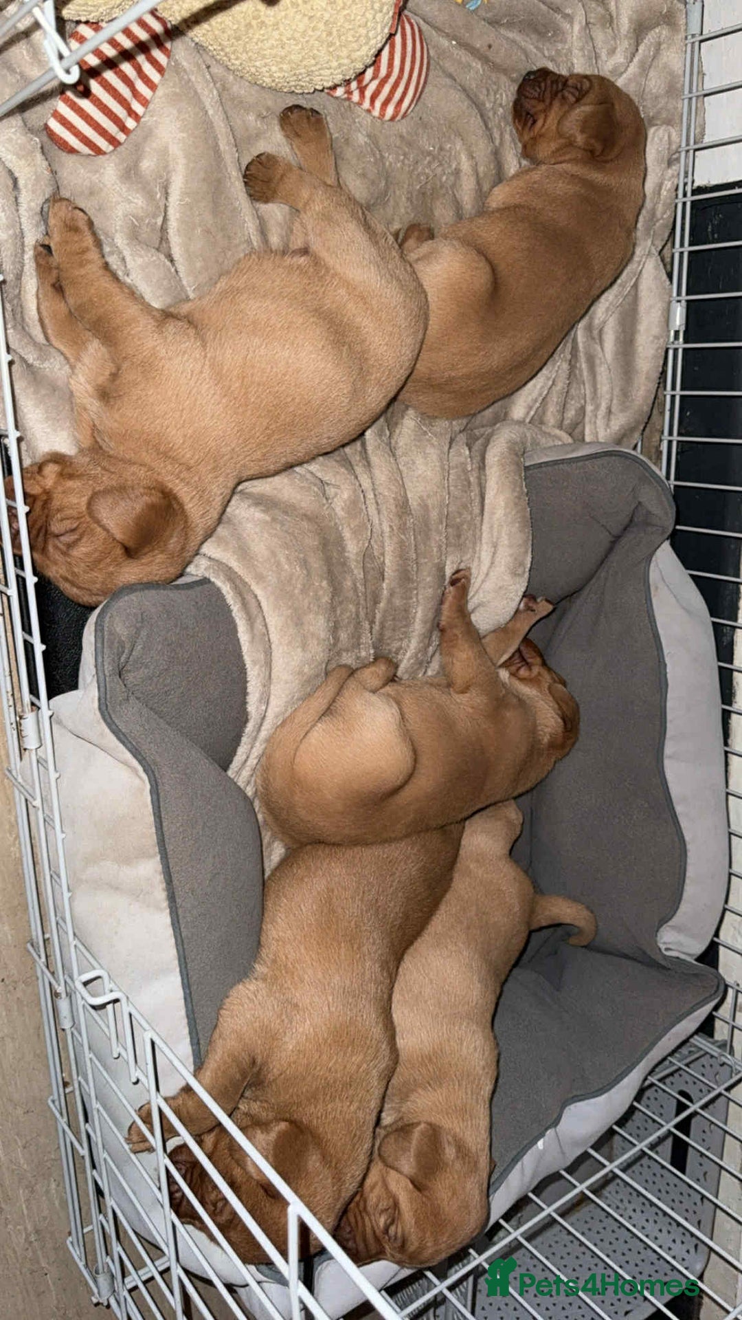 Labrador Retriever dogs for sale: Stunning Fox red labradors  - Image 13