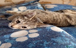 York Chocolate cats for sale: Very cute cats who needs to go to home! - Image 1