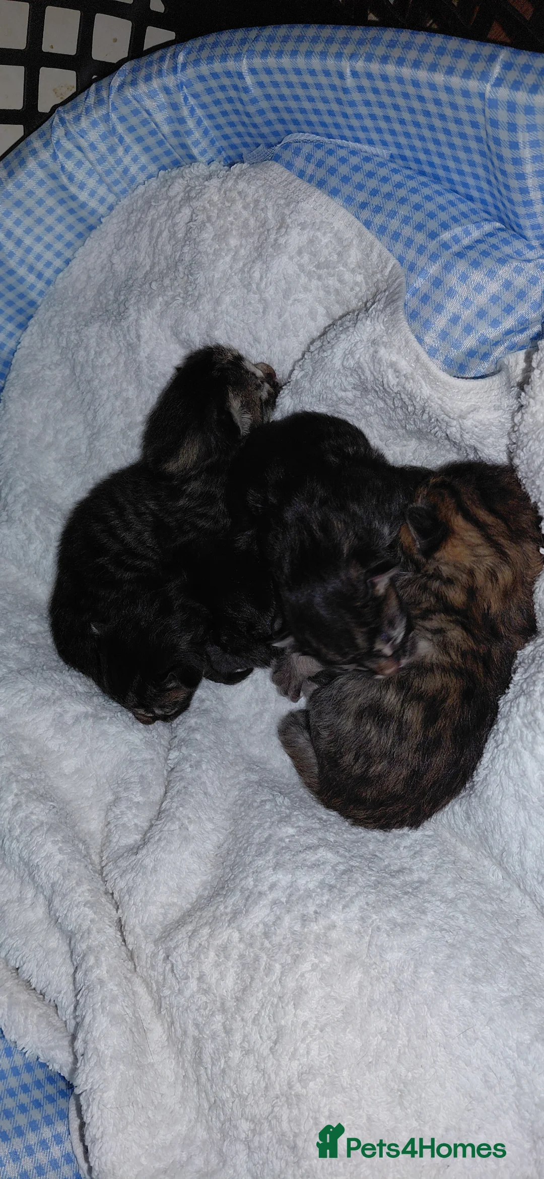 Bengal cats for sale: SnowBengal cross kittens  - Advert 8