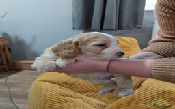 Cockapoo dogs for sale: Adorable Cockapoo puppies  - Image 16
