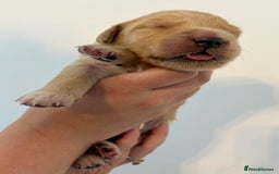 Golden Retriever dogs for sale: Outstanding, KC Champion Golden Retrievers 🐾🏆  in St. Neots - Image 30