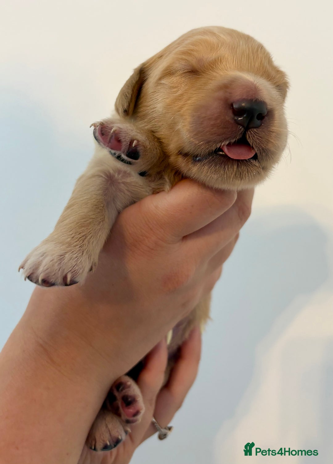 Golden Retriever dogs for sale: Outstanding, KC Champion Golden Retrievers 🐾🏆  in St. Neots - Image 30