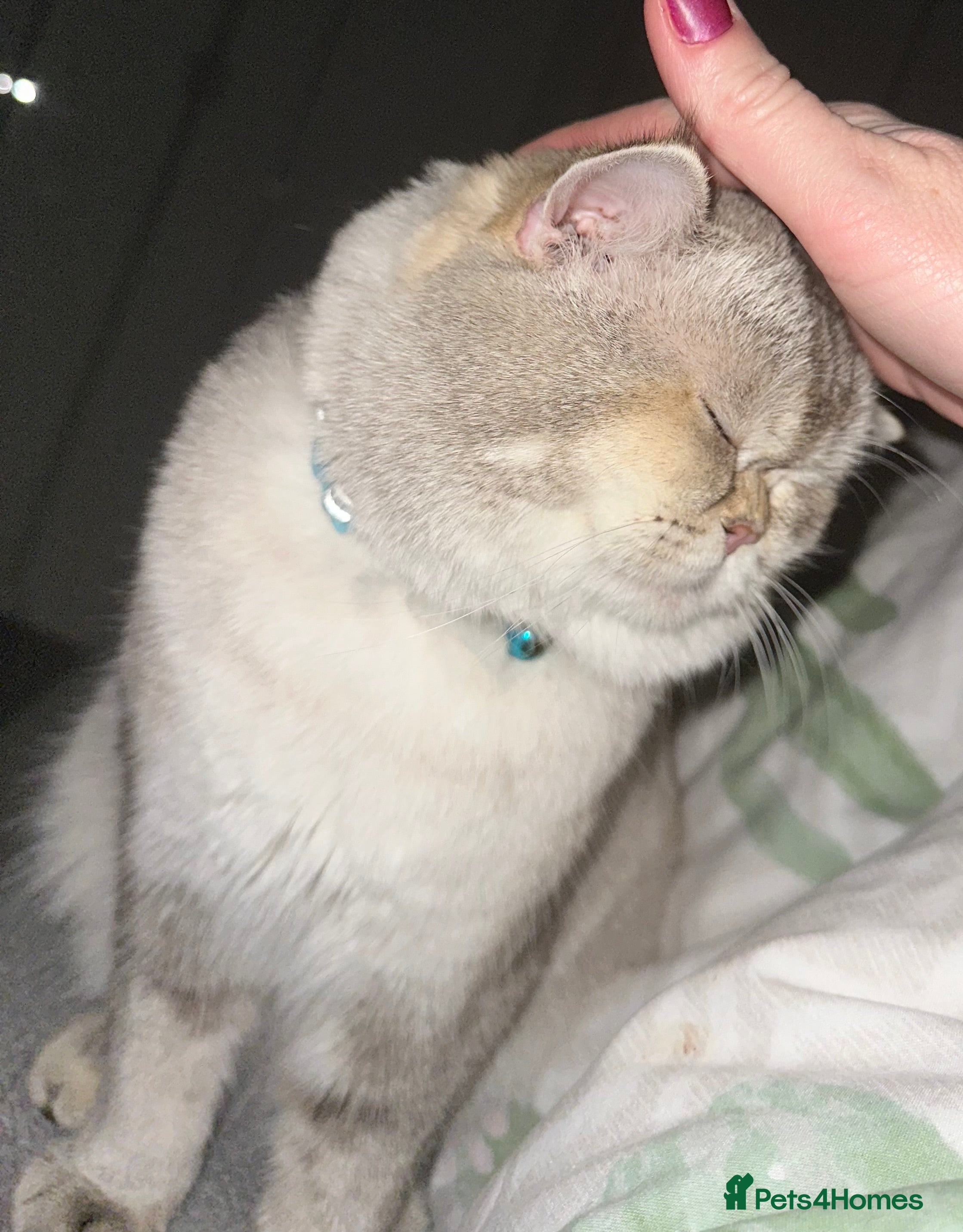 Scottish Fold cats Scottish straight  - Advert 6