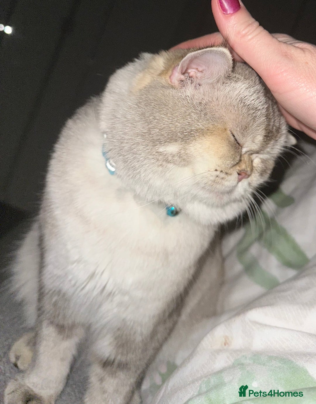 Scottish Fold cats for stud: Scottish straight  - Advert 1