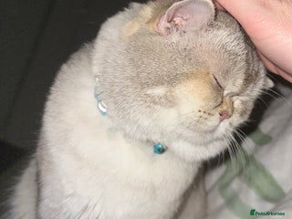 Scottish Fold cats Scottish straight - Advert 5