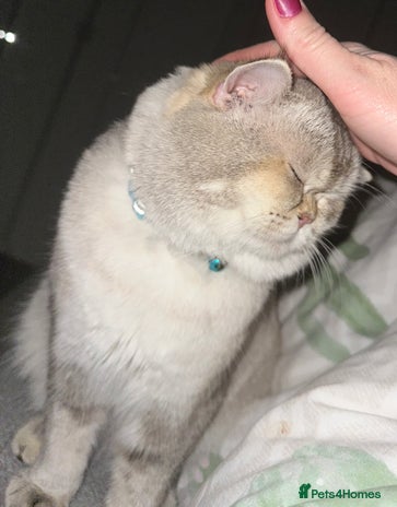 Scottish Fold cats Scottish straight - Advert 2