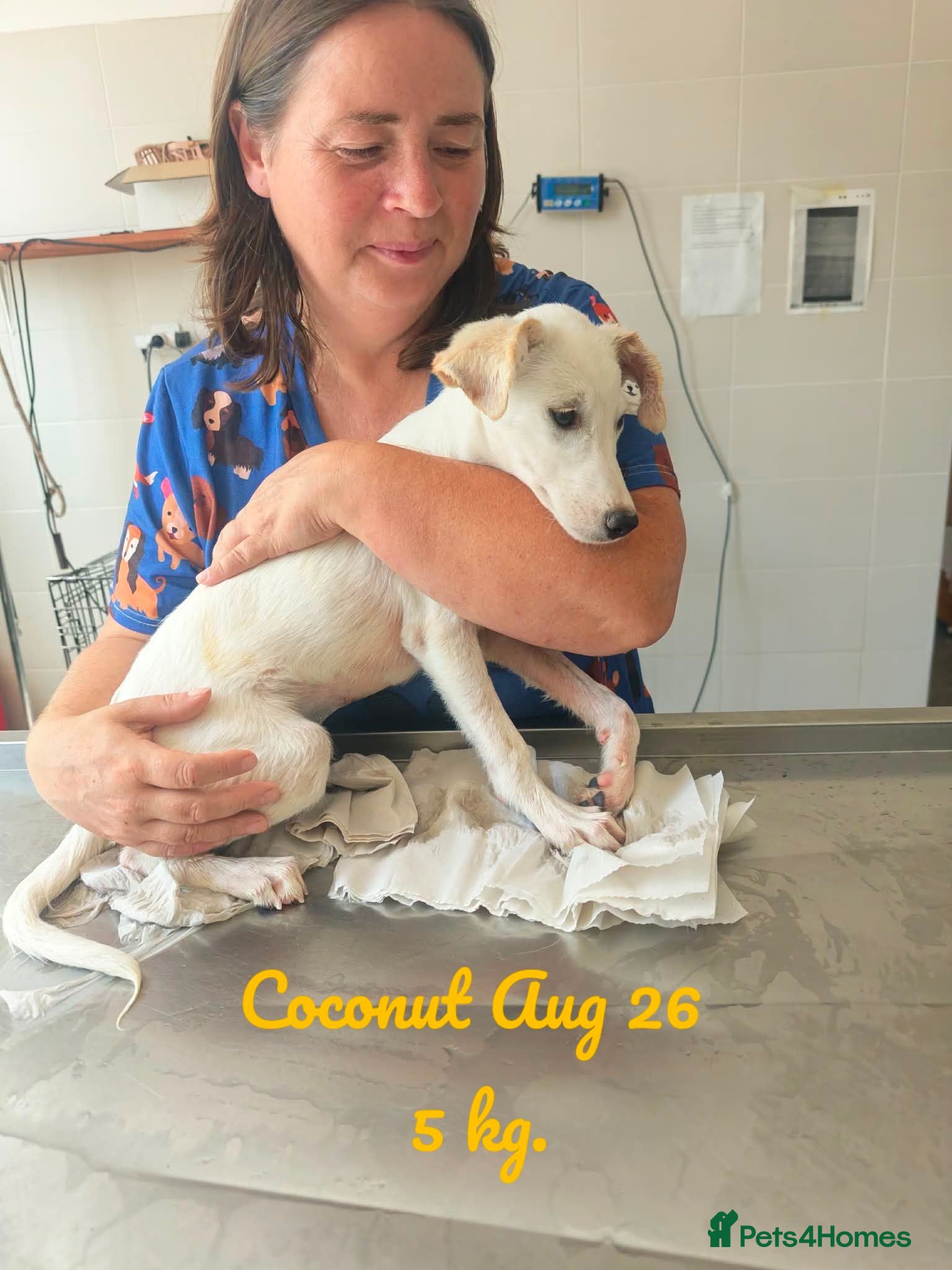 Mixed Breed dogs Coconut, 6-7 months old. Available for adoption. - Advert 4