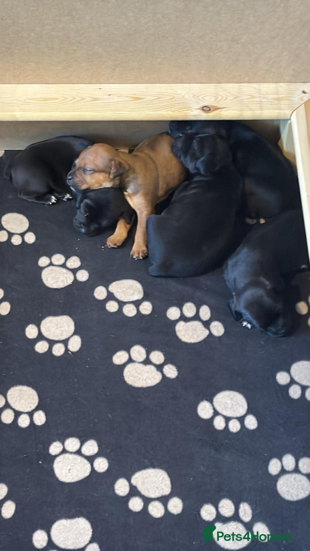 Patterjack dogs Patterjack Puppies  - Advert 1