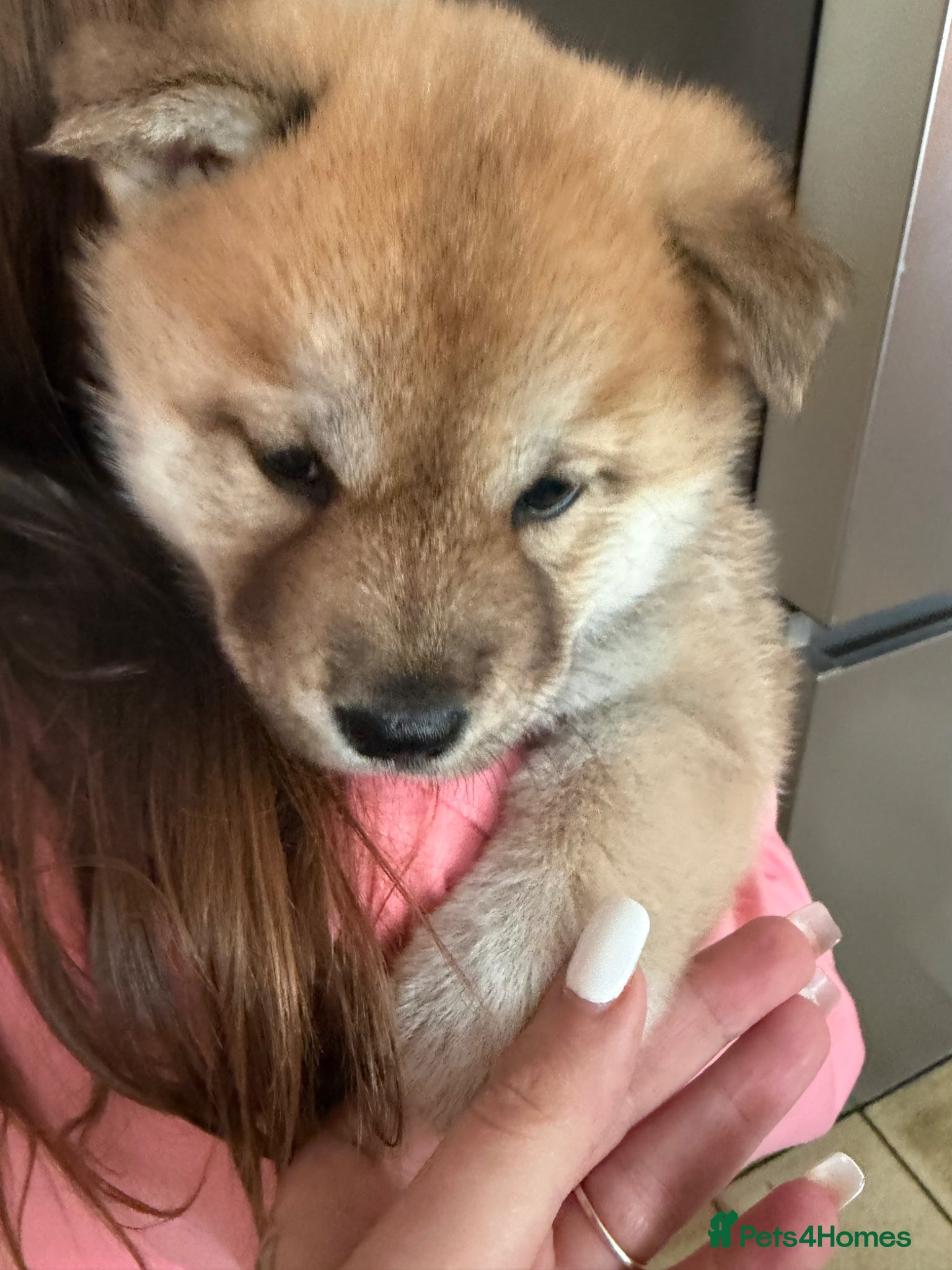 Mixed Breed dogs Chowski puppy’s  - Advert 2