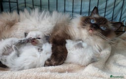 Ragdoll cats for sale: GCCF REG PET KITTENS CHAMPION IMPORT BLOODLINES - Image 26