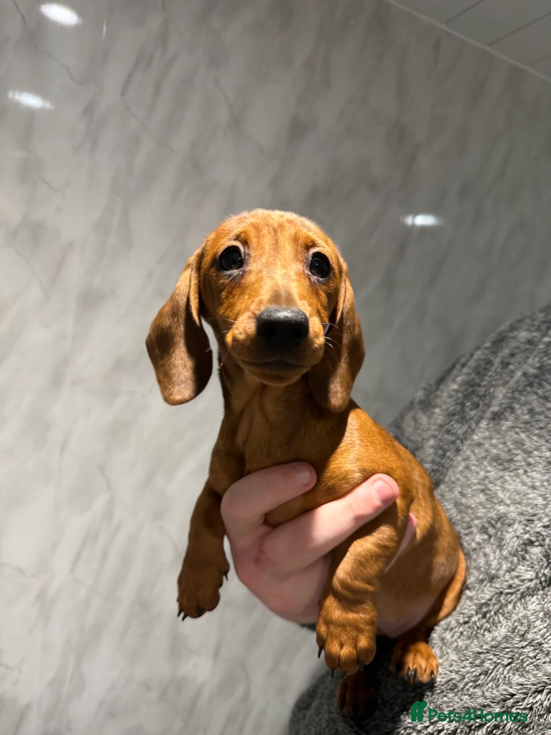 Miniature Dachshund dogs for sale: Miniature Dachshund Puppies  - Advert 2