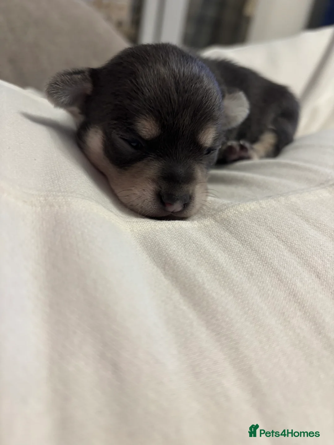 Chihuahua dogs for sale: Female chihuahua ready 08.03.26 - Advert 9