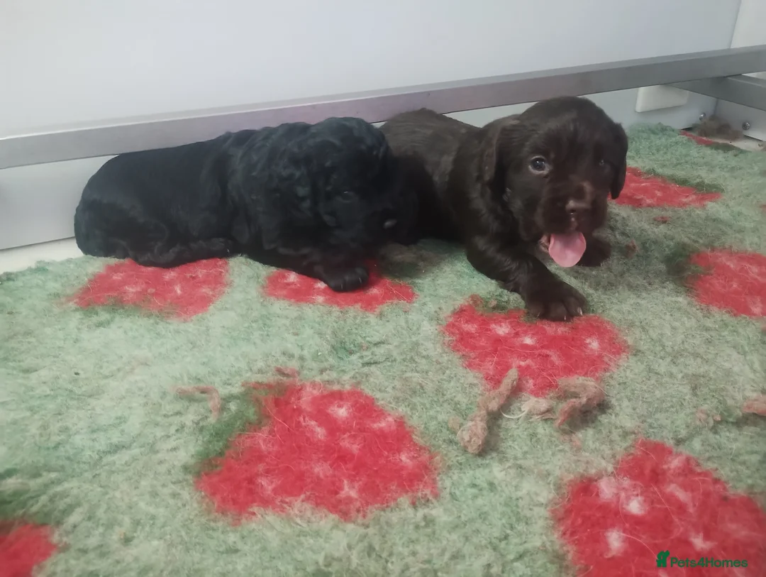 Cocker Spaniel dogs for sale: Working cocker spaniel pups for sale  in Billingham - Advert 8
