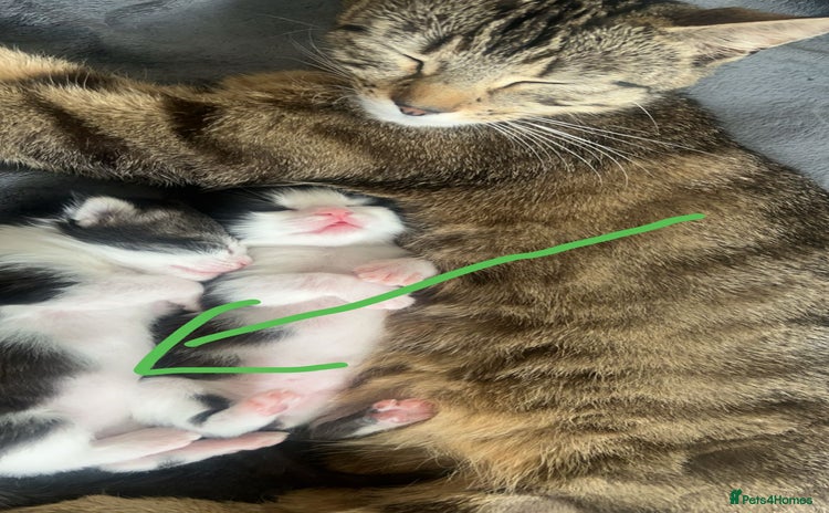Mixed Breed cats in Waltham Cross - Advert 12