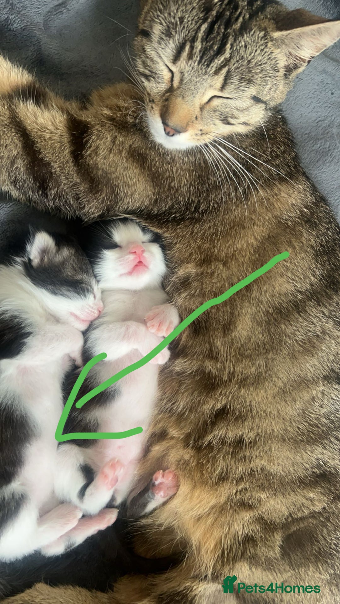Mixed Breed cats for sale: Female kitten in Waltham Cross - Image 1