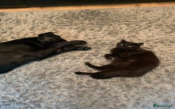 Mixed Breed cats for sale: Beautiful bundle of kittens ready for new homes  - Image 5