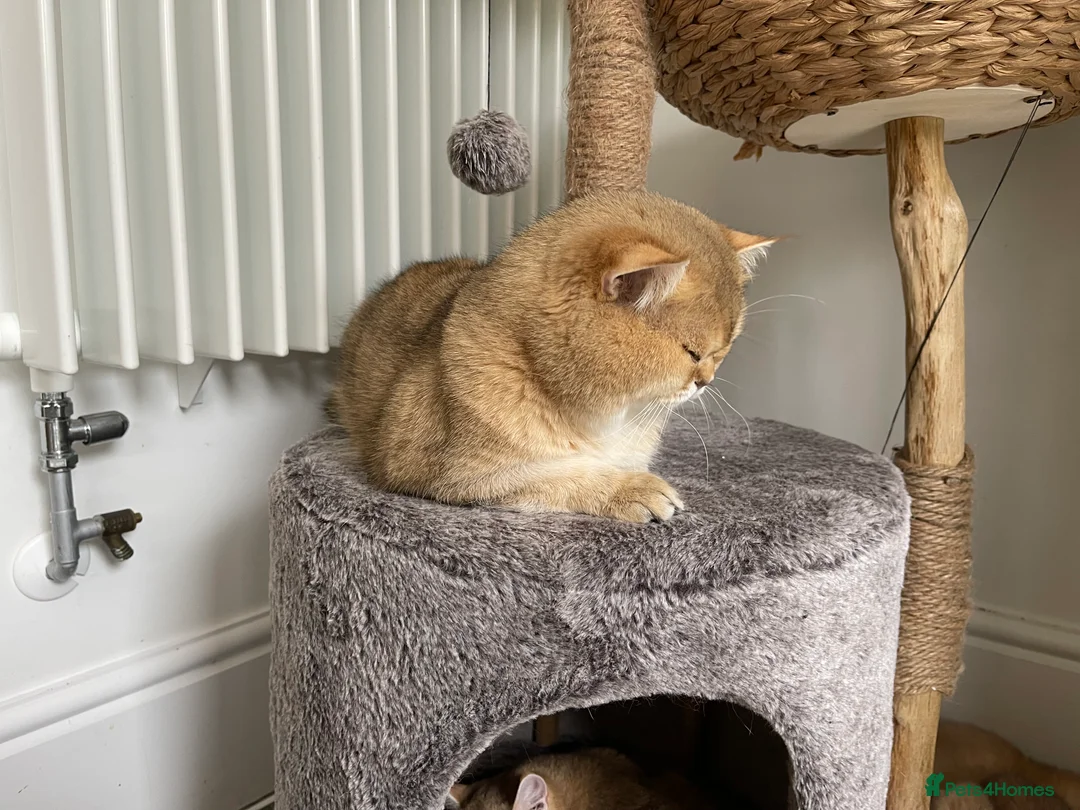 Scottish Fold cats for stud: NY11 GOLDEN CHINCHILLA SCOTTISH FOLD MALE FOR STUD - Advert 8