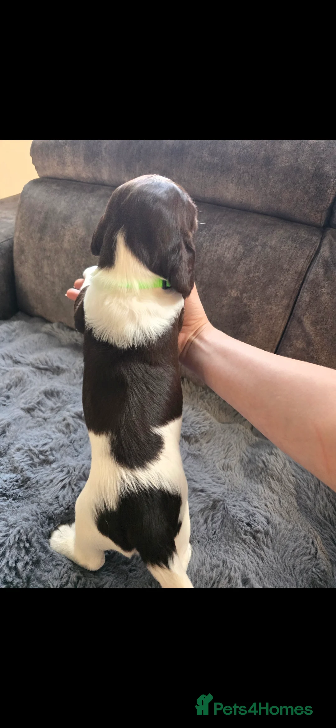 English Springer Spaniel dogs for sale: Health Tested KS English Springer Spaniel puppies  - Advert 16