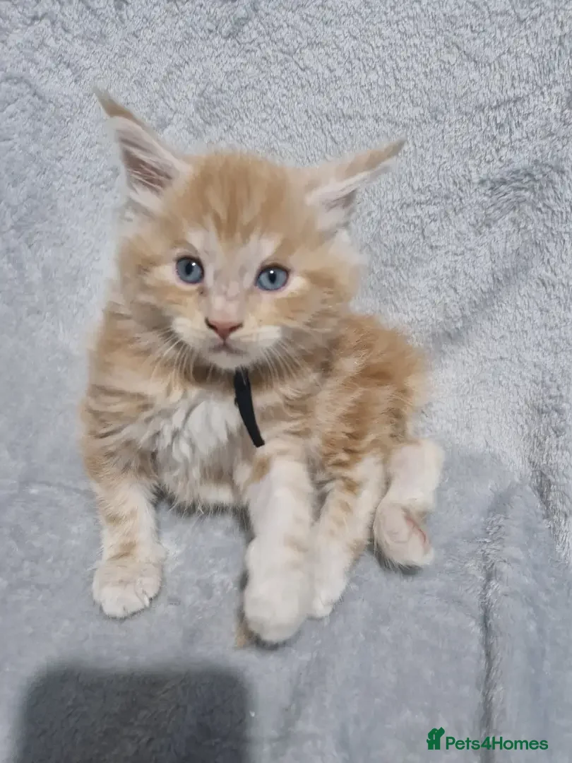 Maine Coon cats  1 left Stunning mainecoon kittens available  - Advert 15