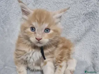 Maine Coon cats 1 left Stunning mainecoon kittens available - Advert 15