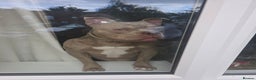 American Bully dogs for sale: Male pocket bully for rehoming - Advert 3