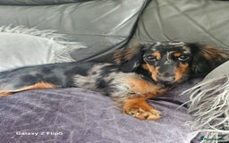 Dachshund dogs for sale: TWO DAUSHUNDS - Image 31