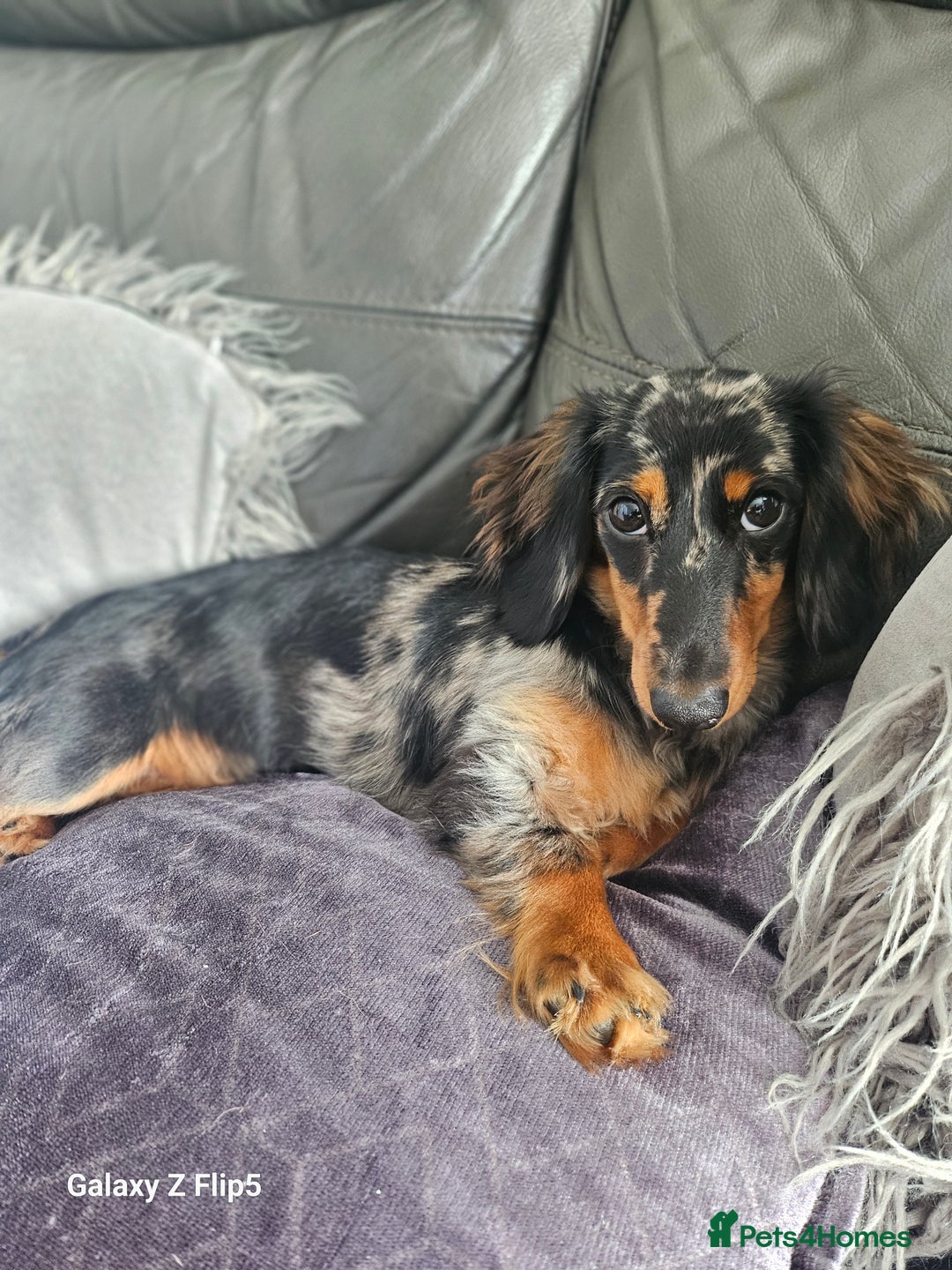 Dachshund dogs for sale: TWO DAUSHUNDS - Image 31