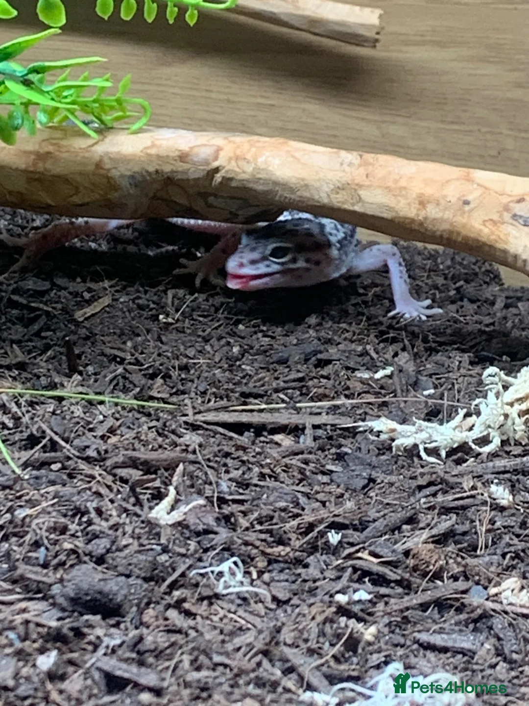 Leopard Gecko reptiles for sale: Leopard gecko in Dunmow - Advert 2