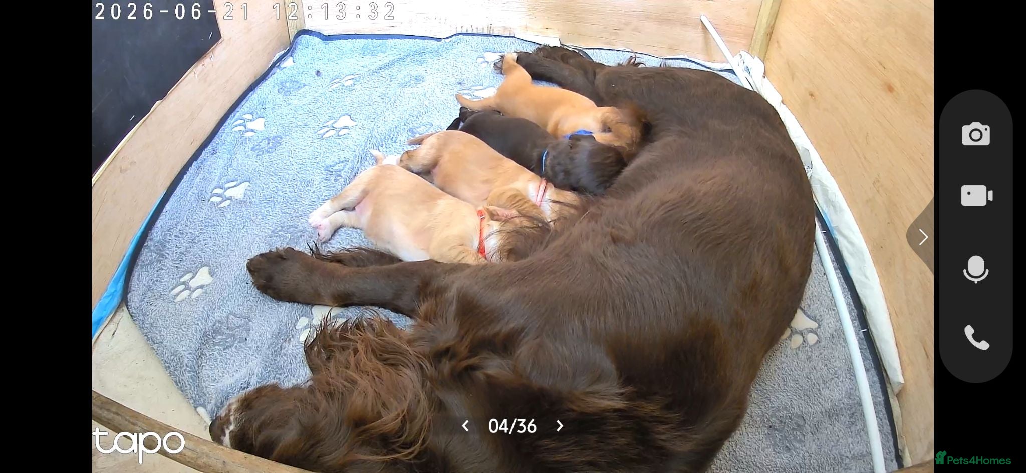 Cocker Spaniel dogs Working Cocker Spaniel Puppies - Advert 17