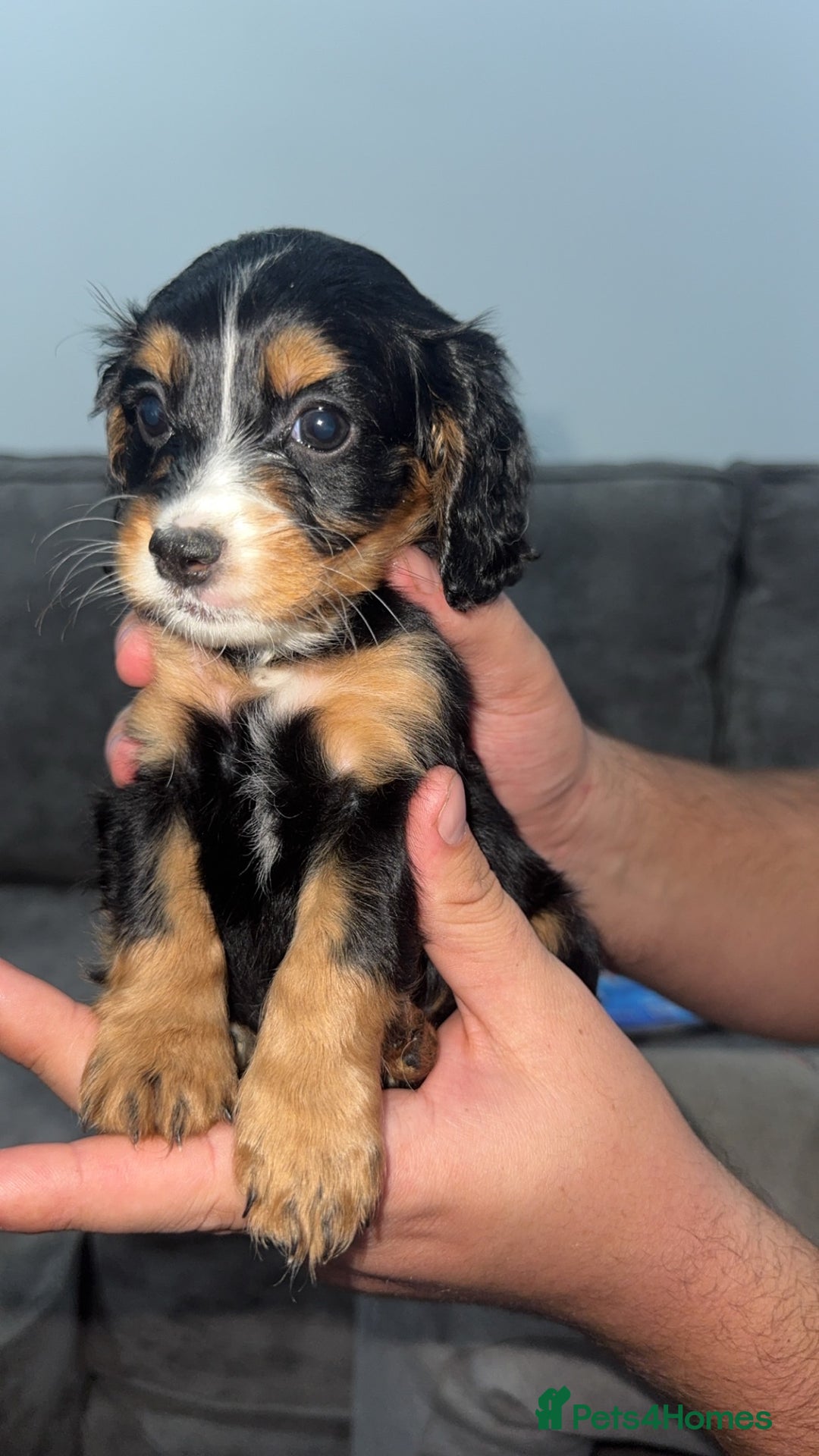 Mixed Breed dogs for sale: Cockalier Puppy (girl) - Image 1