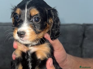 Mixed Breed dogs - Advert 1