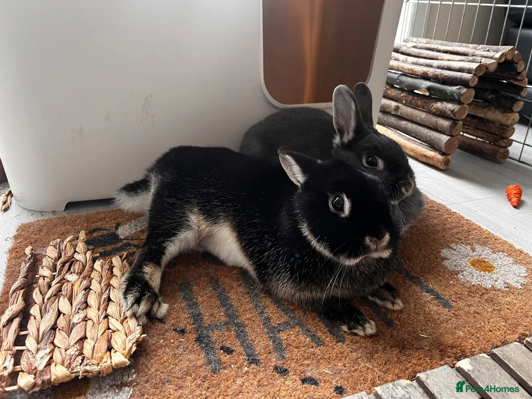 Netherland Dwarf rabbits for sale: Netherlands looking for 5⭐️ 🏡  - Advert 7