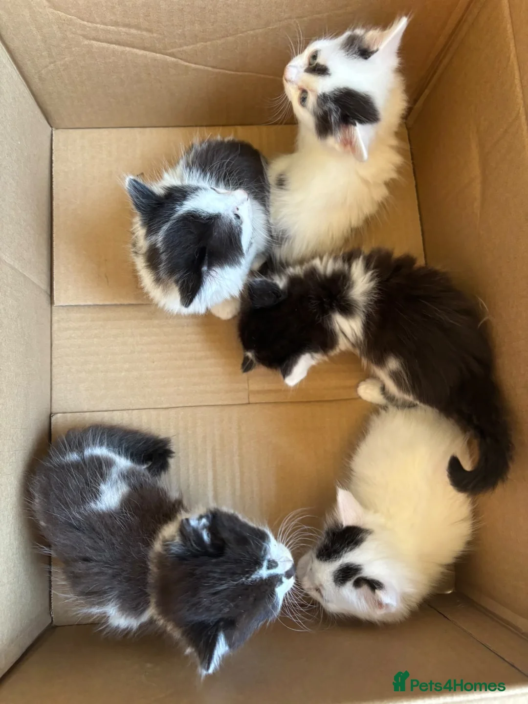 Mixed Breed cats for sale: Kittens for new homes - Advert 1