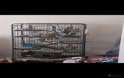 Rat rodents for sale: 2 female rats - Image 2