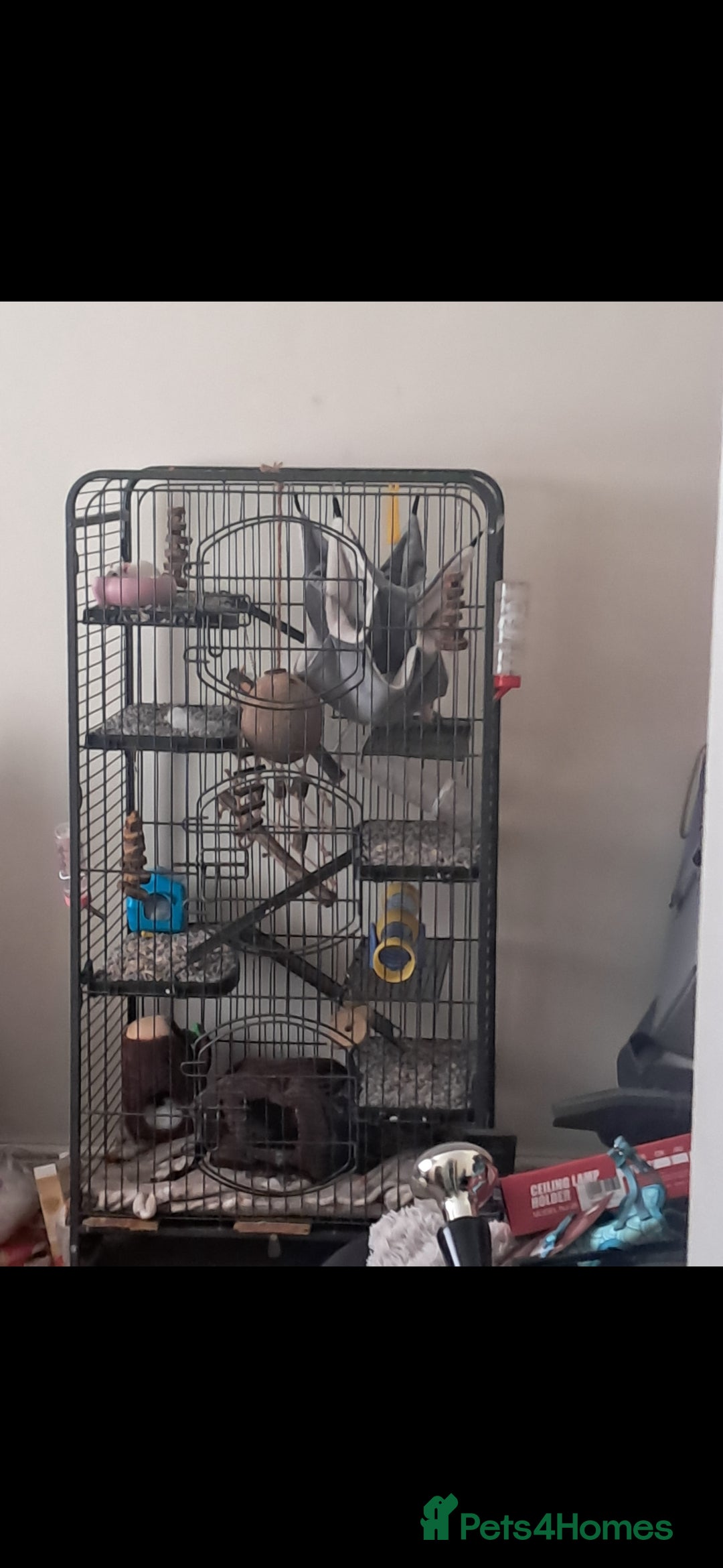 Rat rodents for sale: 2 female rats - Image 2