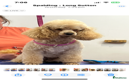 Cavapoo dogs for sale: 🩷F1b CAVAPOO GIRLS~ READY FOR NEW HOMES 🩷 - Image 15