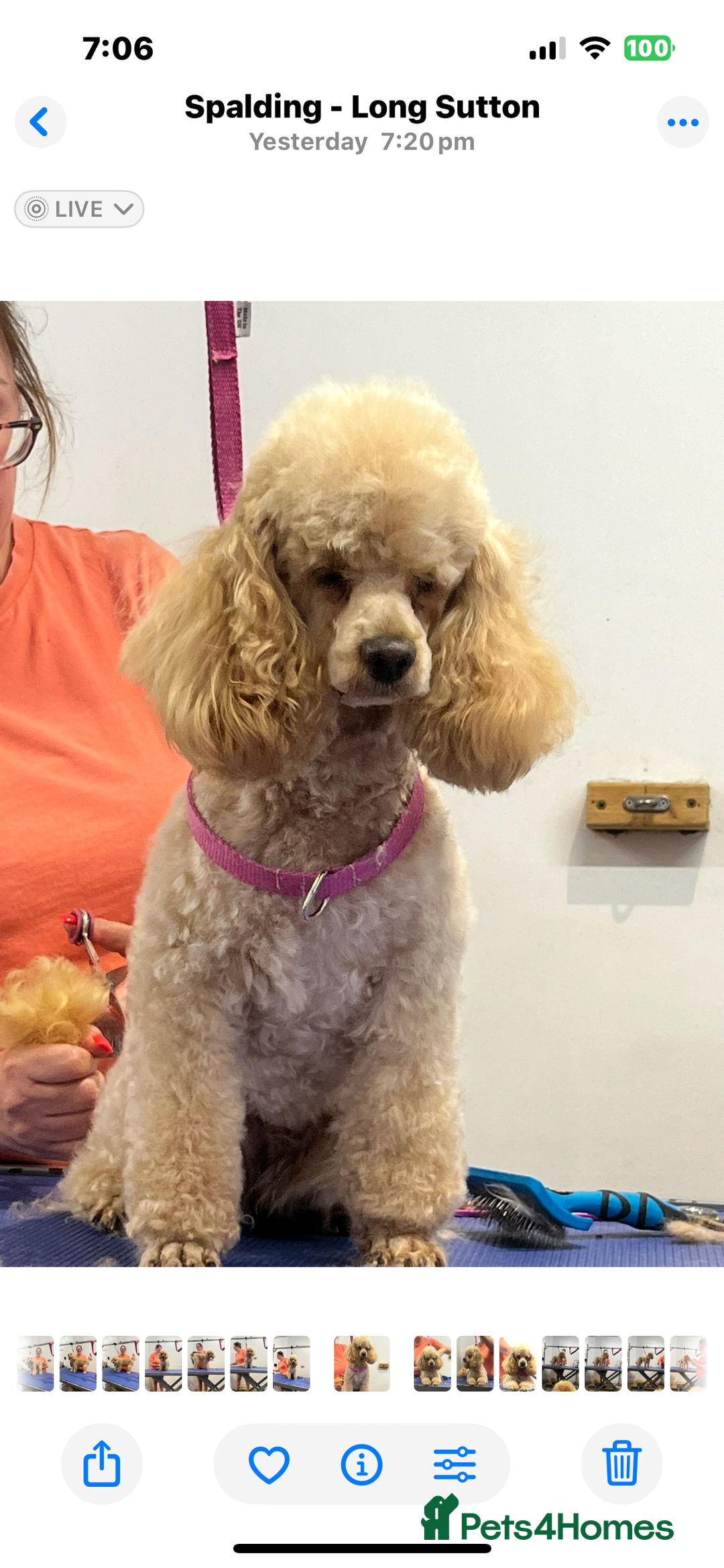 Cavapoo dogs for sale: 🩷F1b CAVAPOO GIRLS~ READY FOR NEW HOMES 🩷 - Image 15