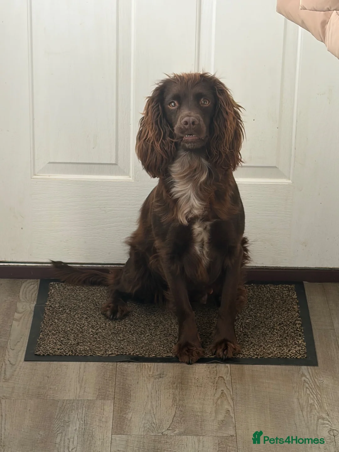 Sprocker dogs for sale: Sprockers for sale  in Doncaster - Advert 1