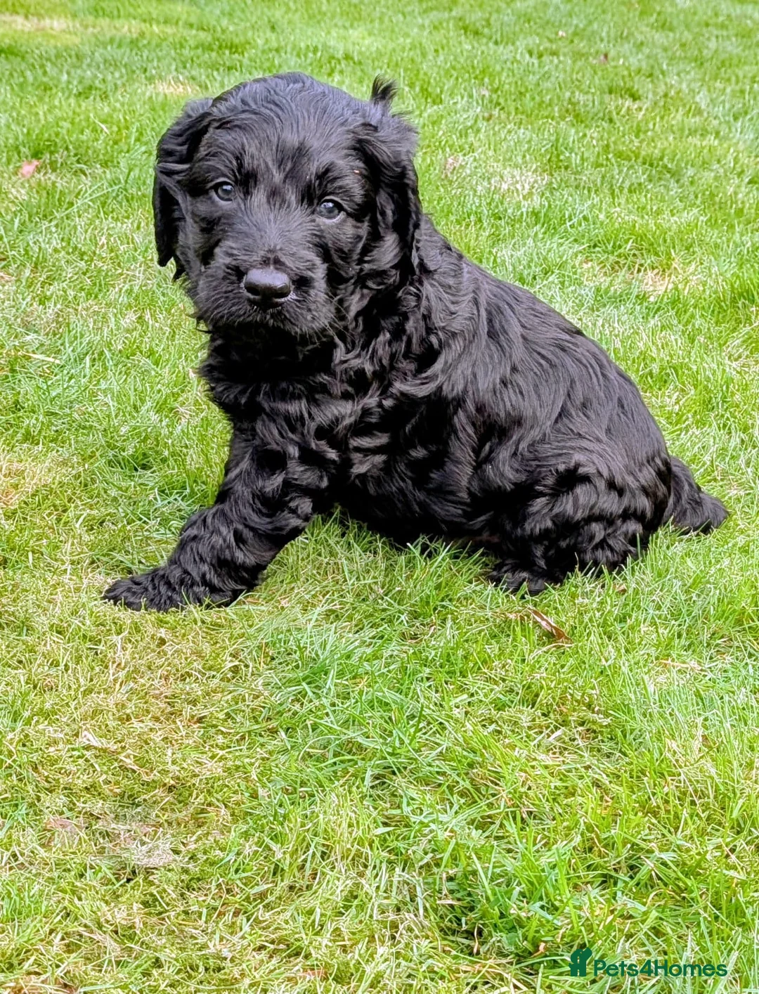 Double Doodle dogs for sale: Double Doodle puppies  - Advert 26