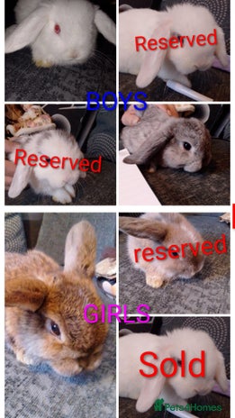 Mini Lop rabbits - Advert 6
