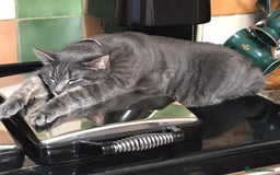 Domestic Shorthair cats for sale: Tabby Cat -FREE TO GOOD HOME - Image 5