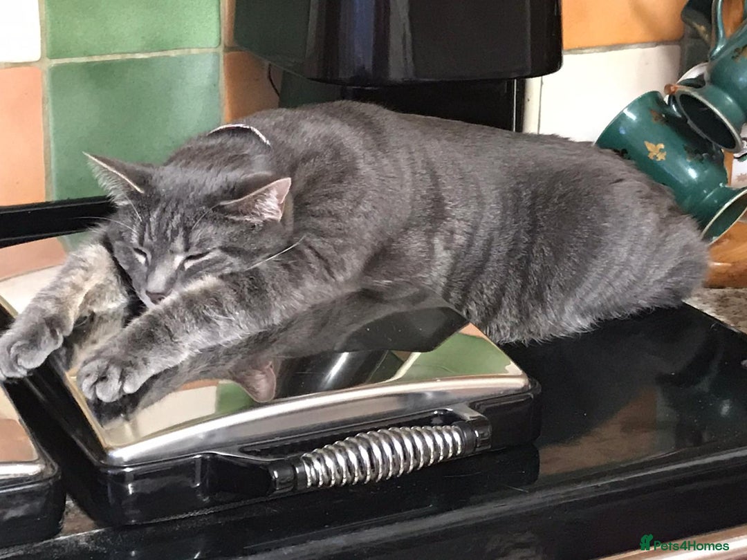 Domestic Shorthair cats for sale: Tabby Cat -FREE TO GOOD HOME - Image 5