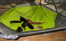 Maine Coon cats for sale: 6 Maine Coon cross* Kittens  - Image 11