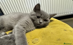 British Shorthair cats for sale: British shorthair Blue so beautiful  - Image 14