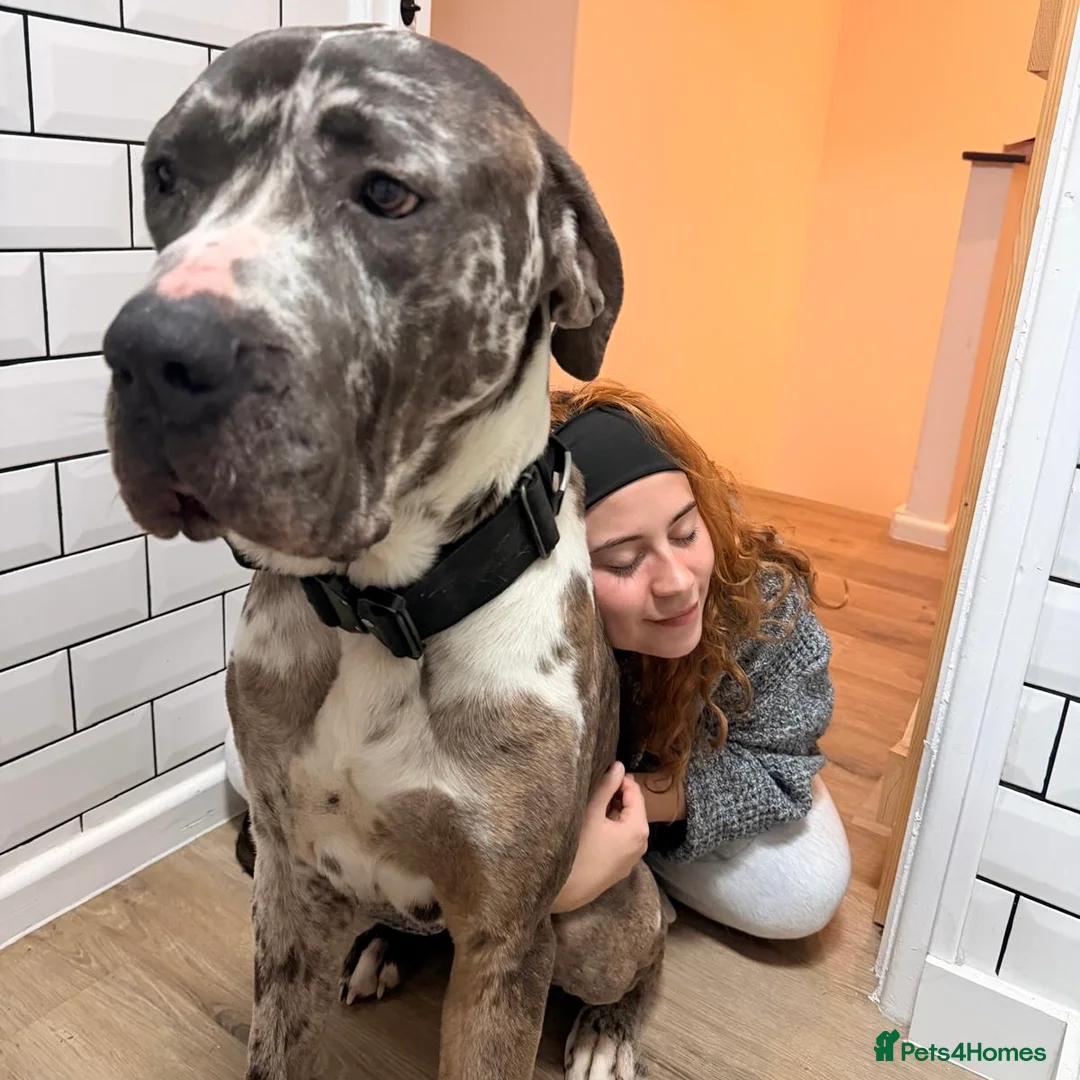 Mixed Breed dogs for adoption: Blue (Cane Corso mix) - Advert 11