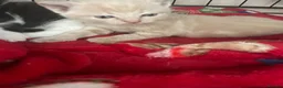 Domestic Shorthair cats for sale: 3 male domestic shorthair kittens - Advert 8