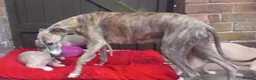 Whippet dogs for sale: Top quality whippet puppies  - Advert 3
