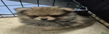 Pomeranian 4