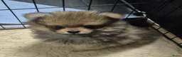 Pomeranian dogs for sale: 13 weeks Teddy bear face Pomeranian male puppies  - Advert 27